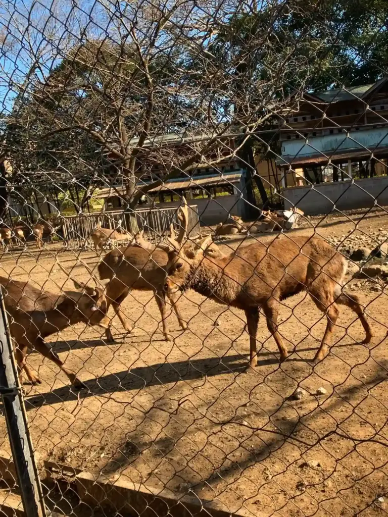 神鹿園 鹿(三嶋大社)2026年1月