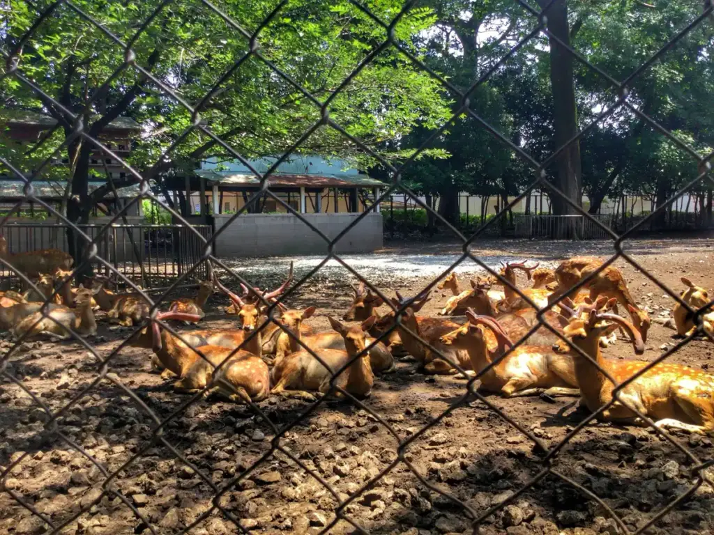神鹿園 鹿 2016年7月