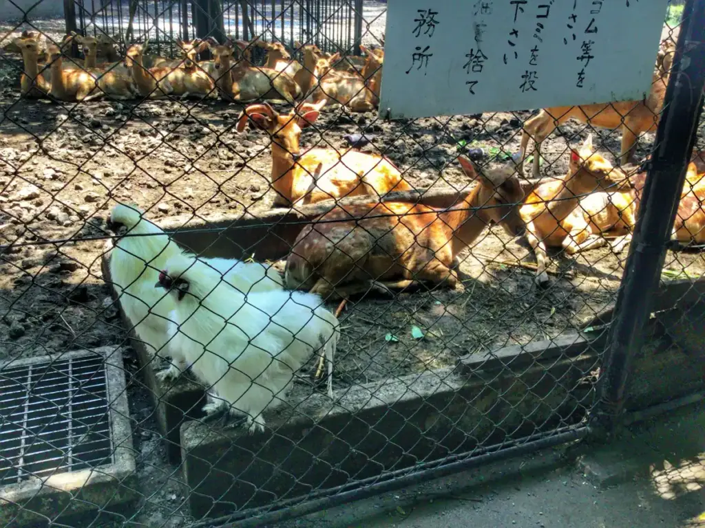 神鹿園 鹿 2016年7月